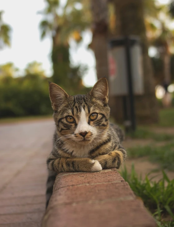 a cat that is laying down on the ground