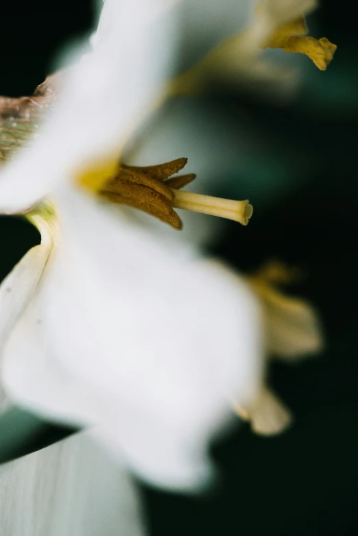 a picture of a flower taken through a lens