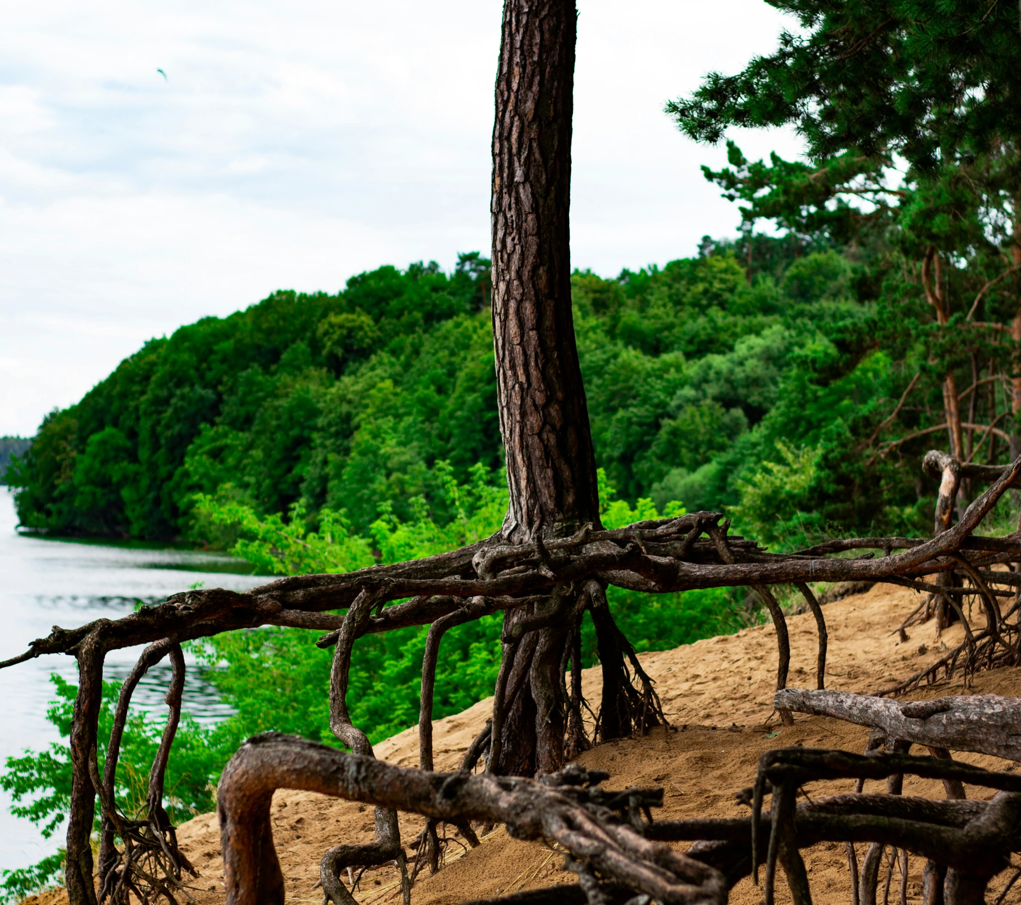 trees root and nch around a bench on the edge of the ocean