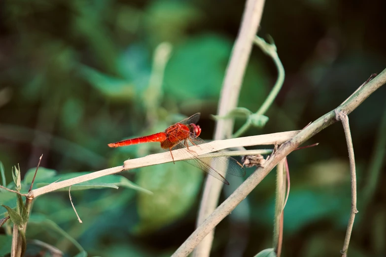 an orange and black dragonfly on a thin bamboo nch