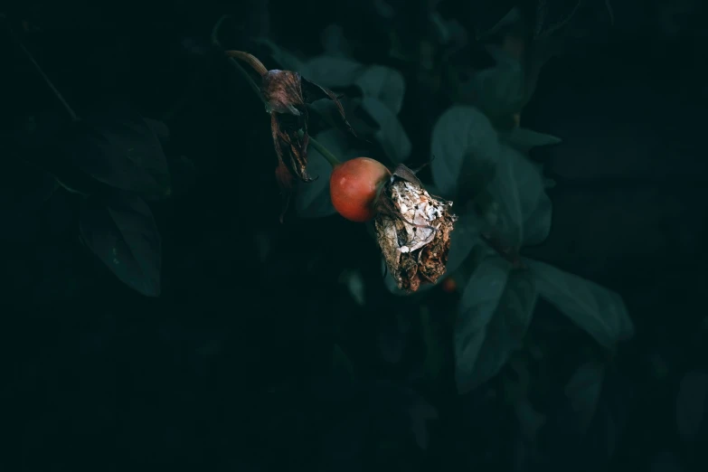 the skull on the tree is adorned with many skulls and fruit