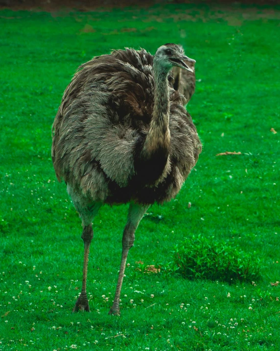 an emu standing in the green grass, looking forward