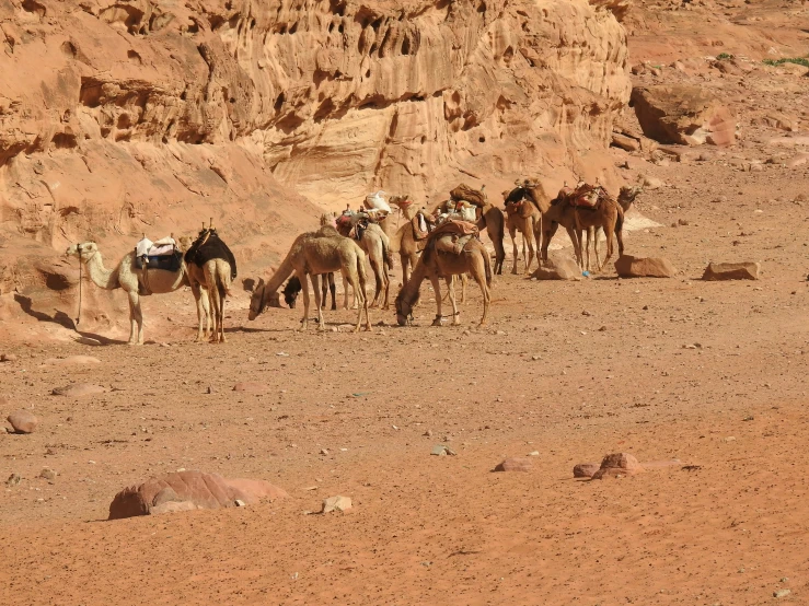 a pack of camels standing in front of some cliffs