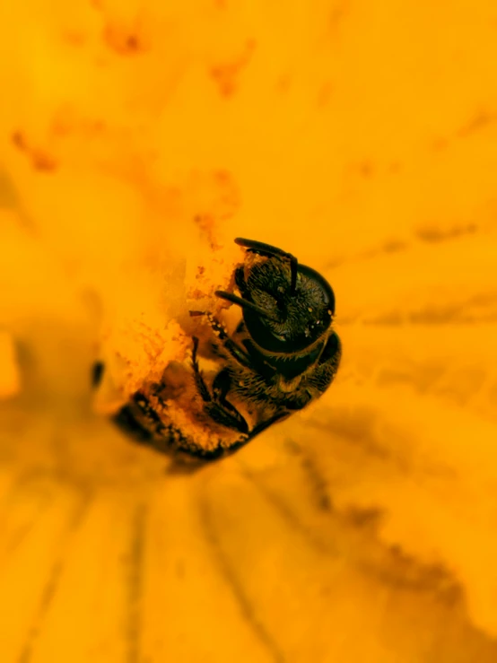 a closeup of a bee polltering out in the sun