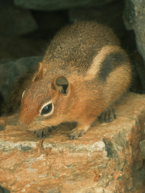 a chipper sitting on the rocks in its habitat