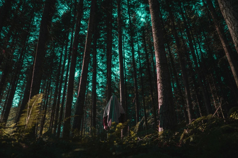 a grove of trees that are standing up in the forest