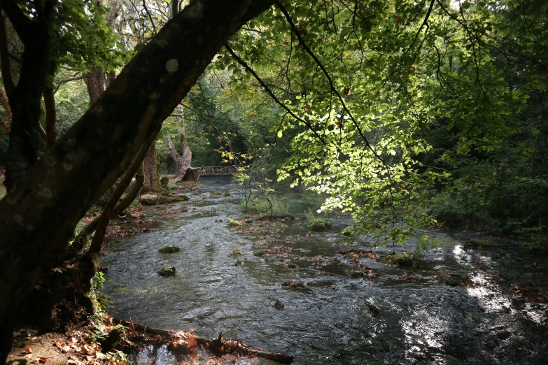 an area of water is surrounded by trees