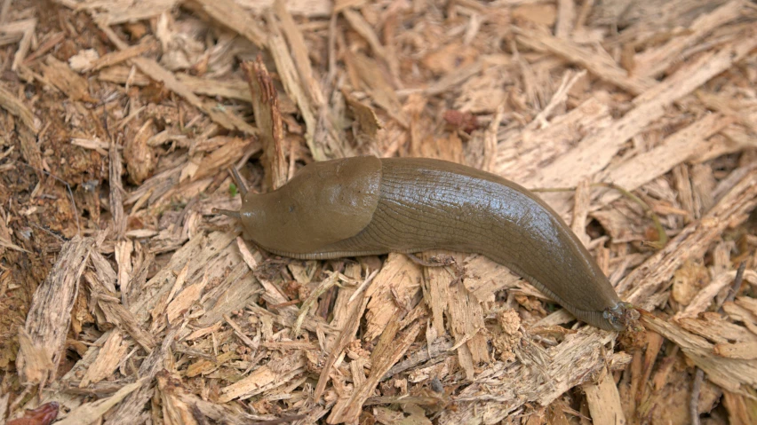 a slug that is laying on wood chips