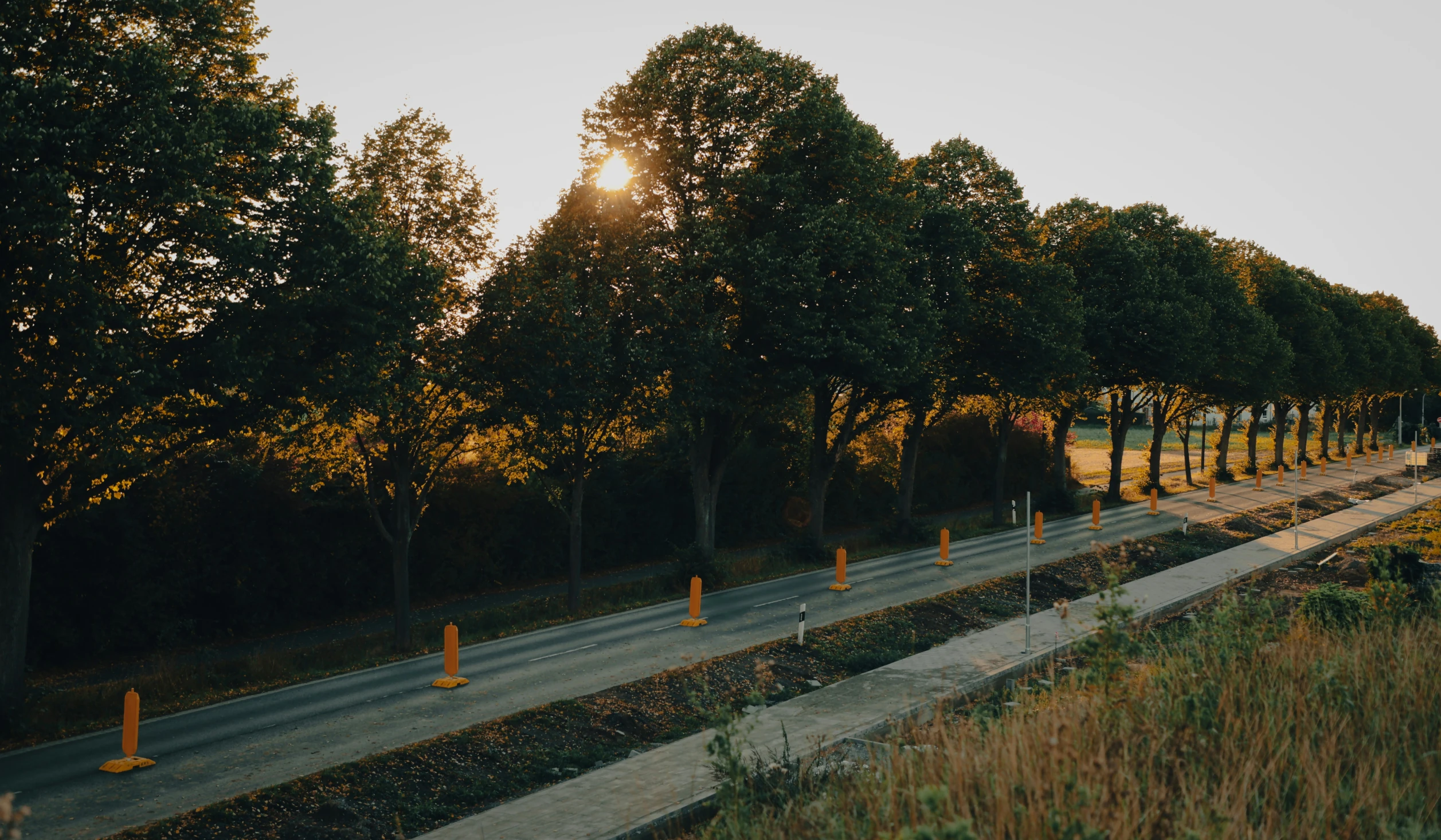 an empty road with a row of trees along the sides