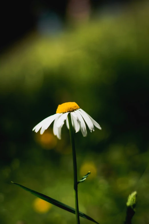 an extreme close up picture of a daisy