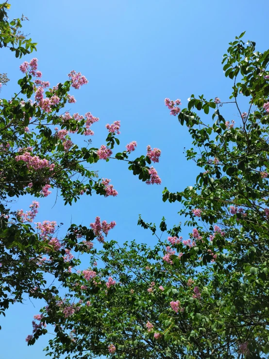 the pink flowers are blooming on the nches of the trees