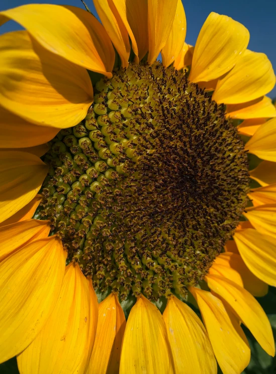 a big sunflower is shown in the sun