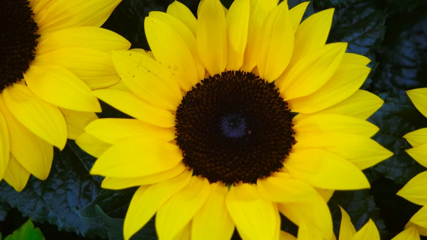 a large group of yellow sunflowers in a flower bed