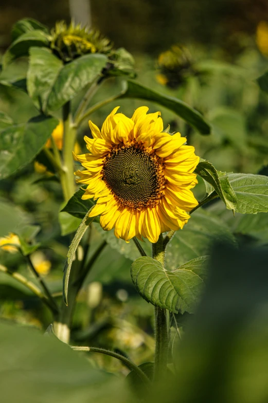 a single sunflower is growing in the field