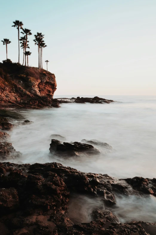 there are trees on the rocks by the beach