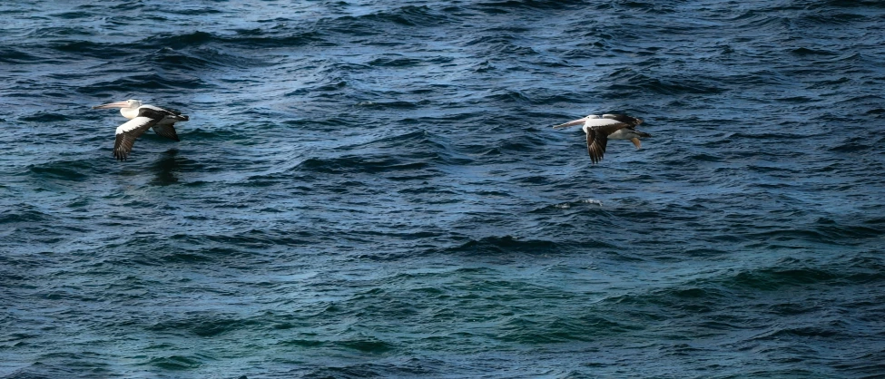 two seagulls flying over the ocean from above