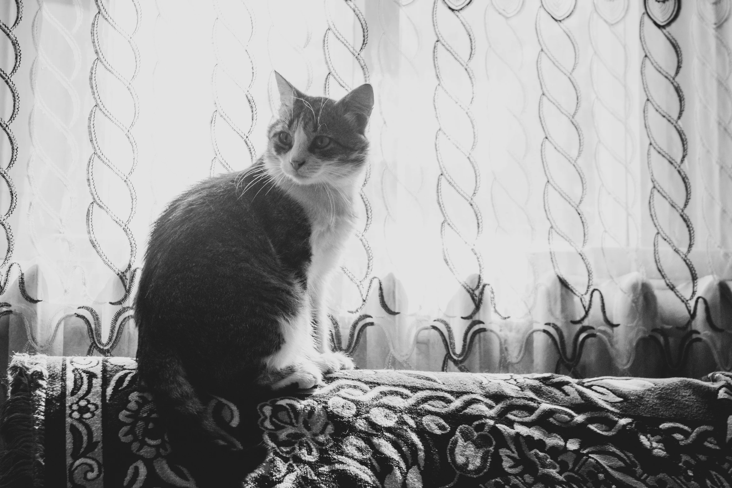 a cat sitting on top of a sofa near the window