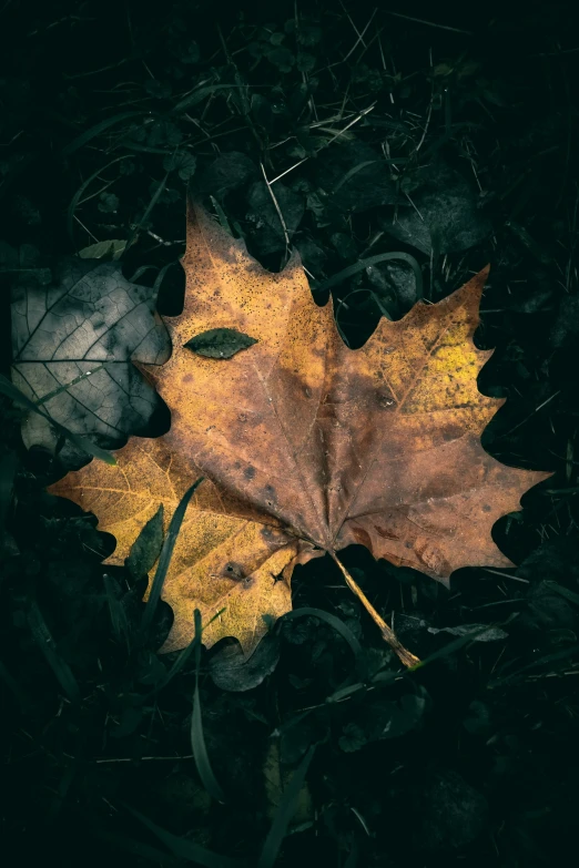 a fallen leaf sitting on the ground on grass