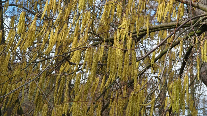 the yellow tree is hanging in front of the blue sky