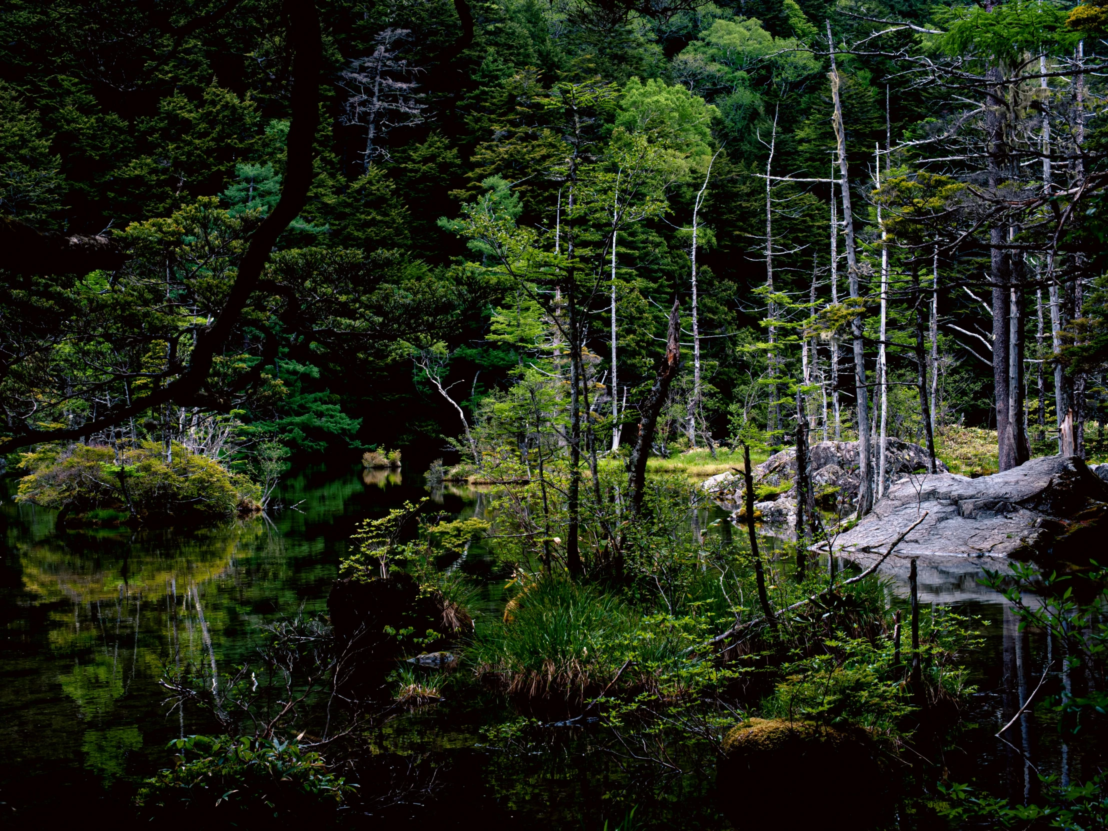 a forest filled with lots of trees near the water