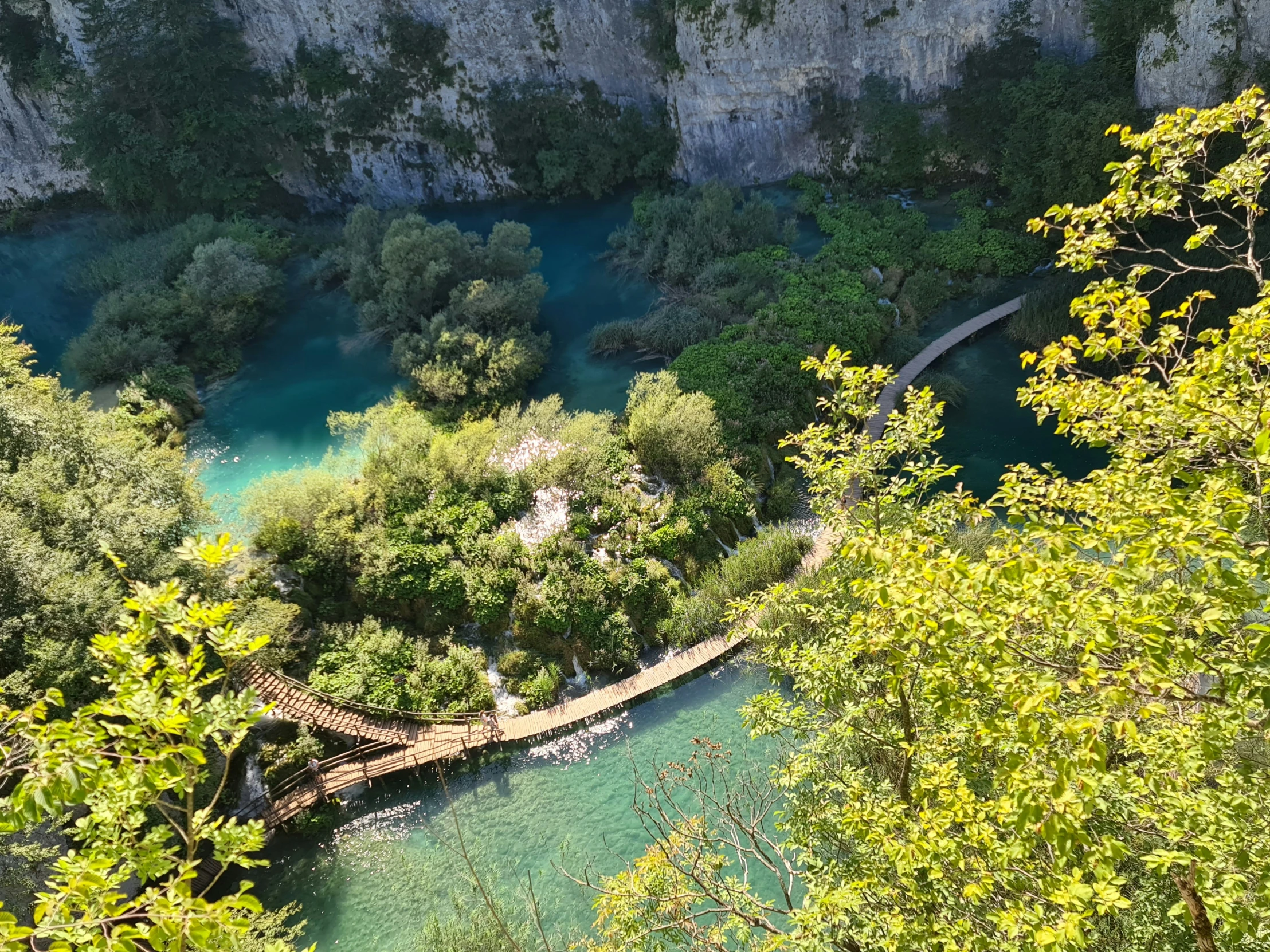 a green forest filled with lots of water