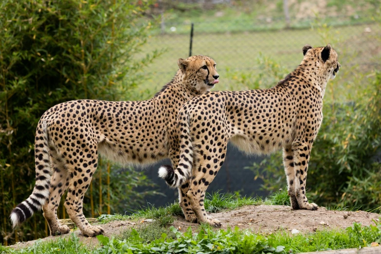 two cheetah standing in the grass next to a fence