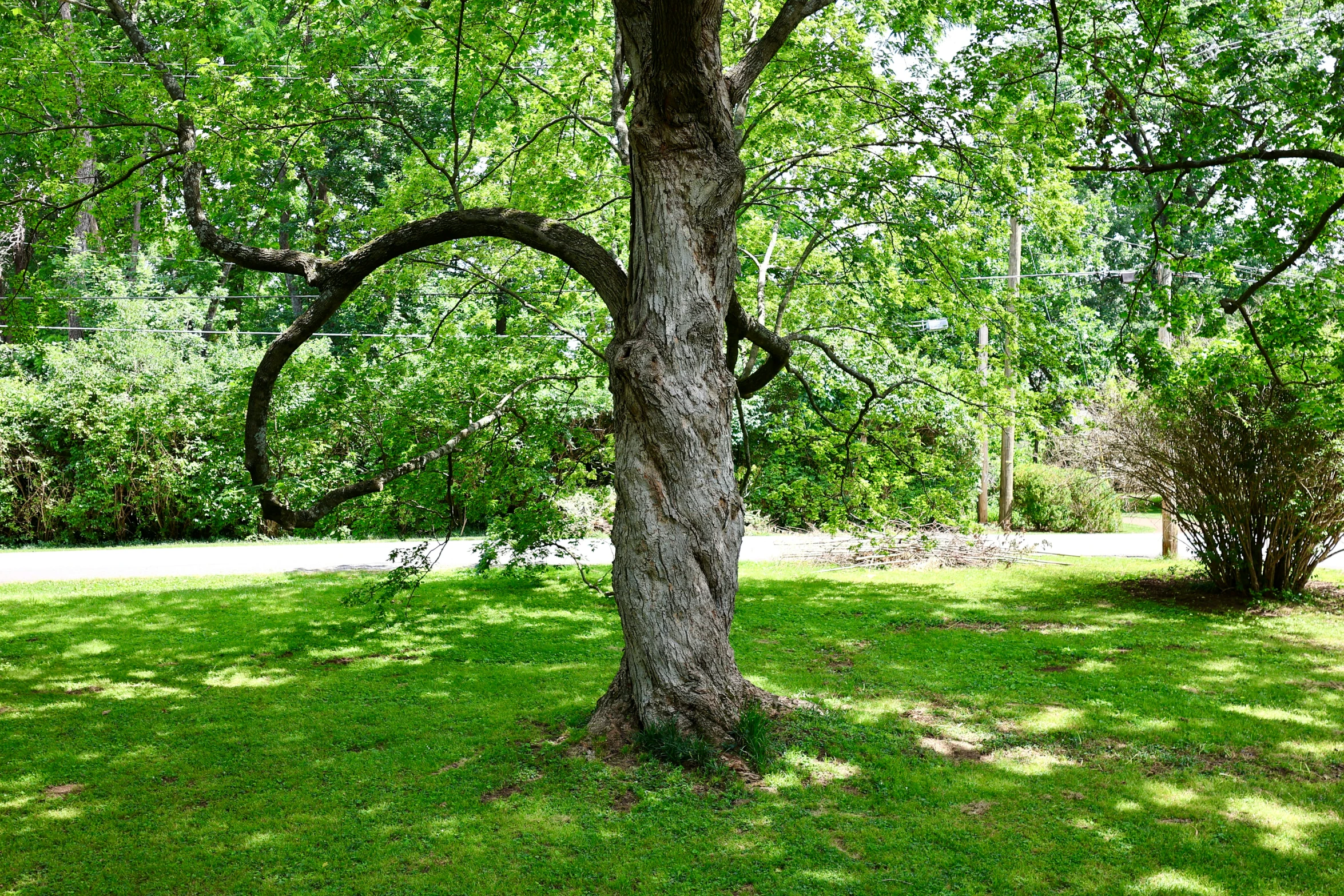 an area with grass, a bench and trees