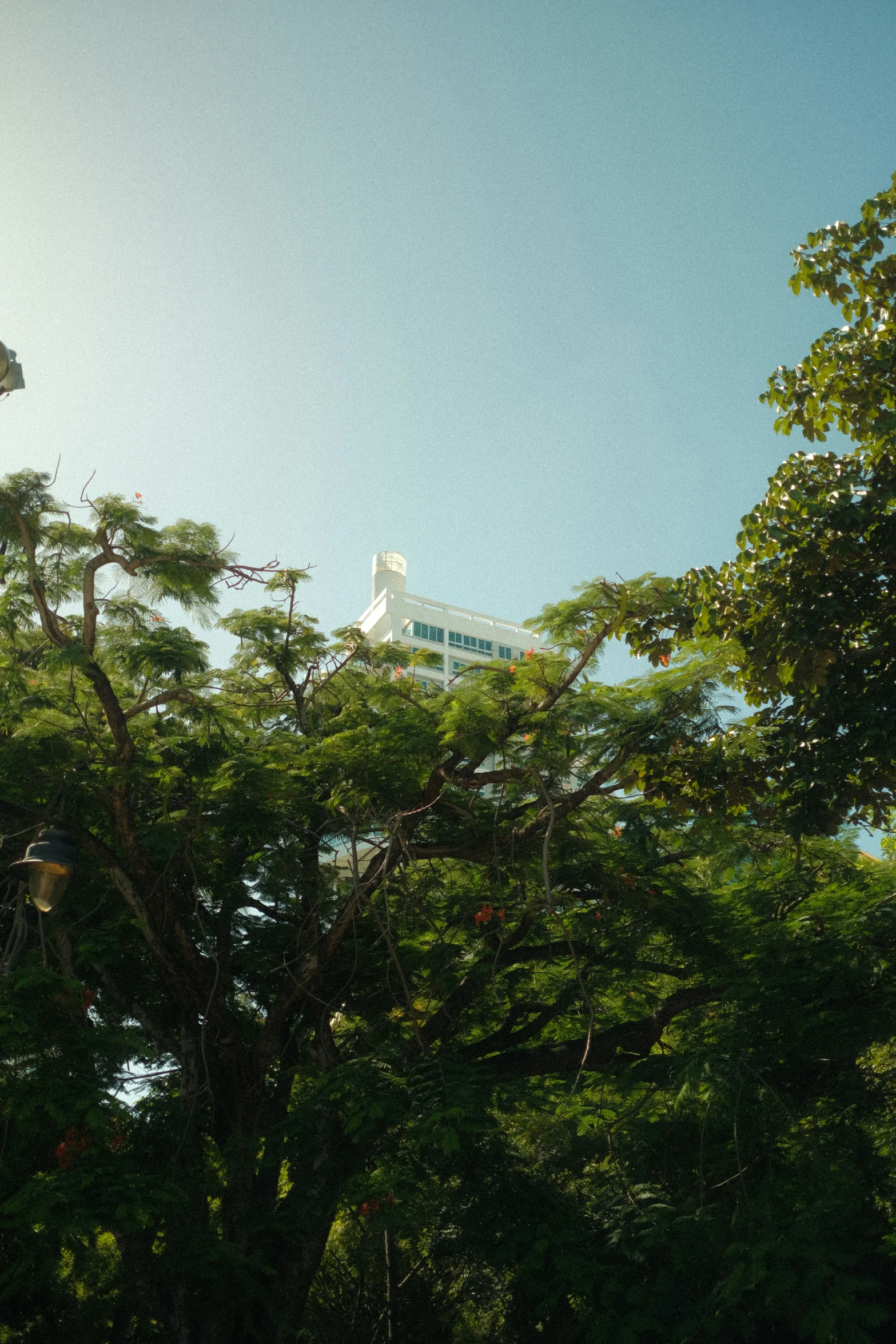 a green tree that has a clock on it