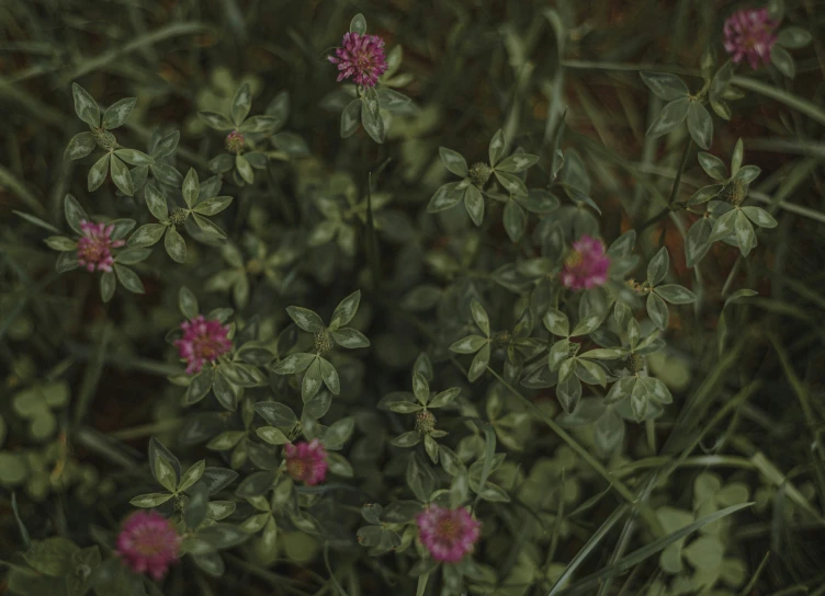 several flowers with leaves in an arrangement