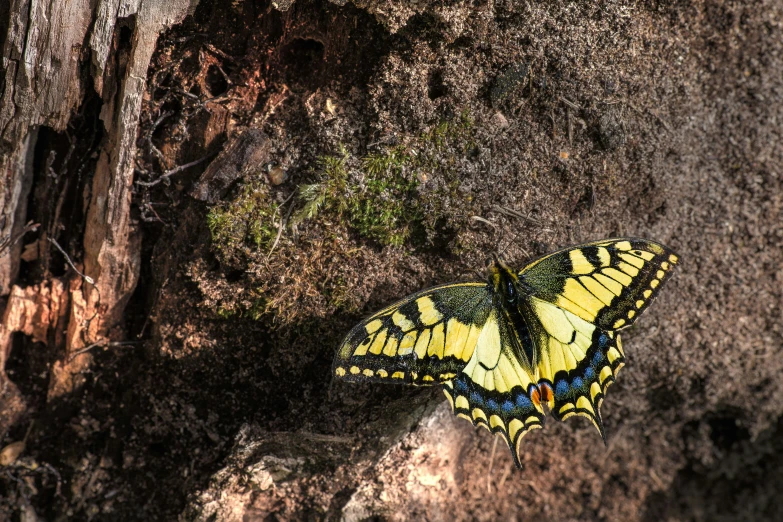 a small erfly that is on a rock