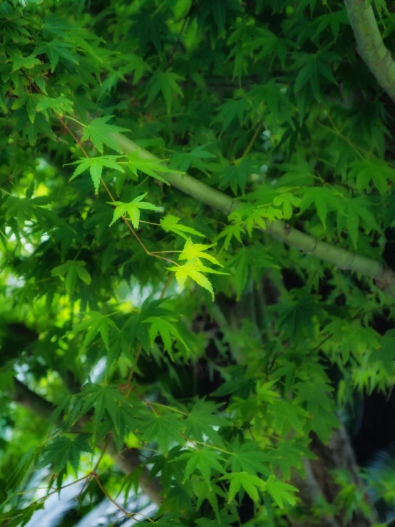 the green leaves are very healthy and ready to eat