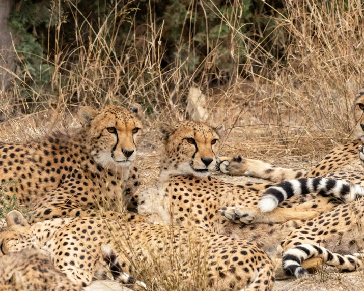 several cheetah laying down near one another in their natural habitat