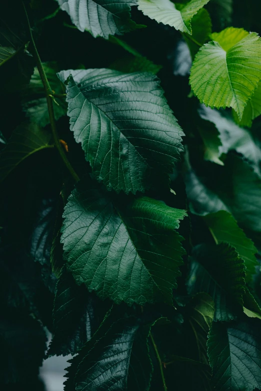 the top of a plant with leaves growing out of it