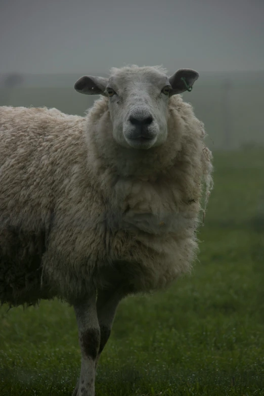 a close up of a sheep with fog