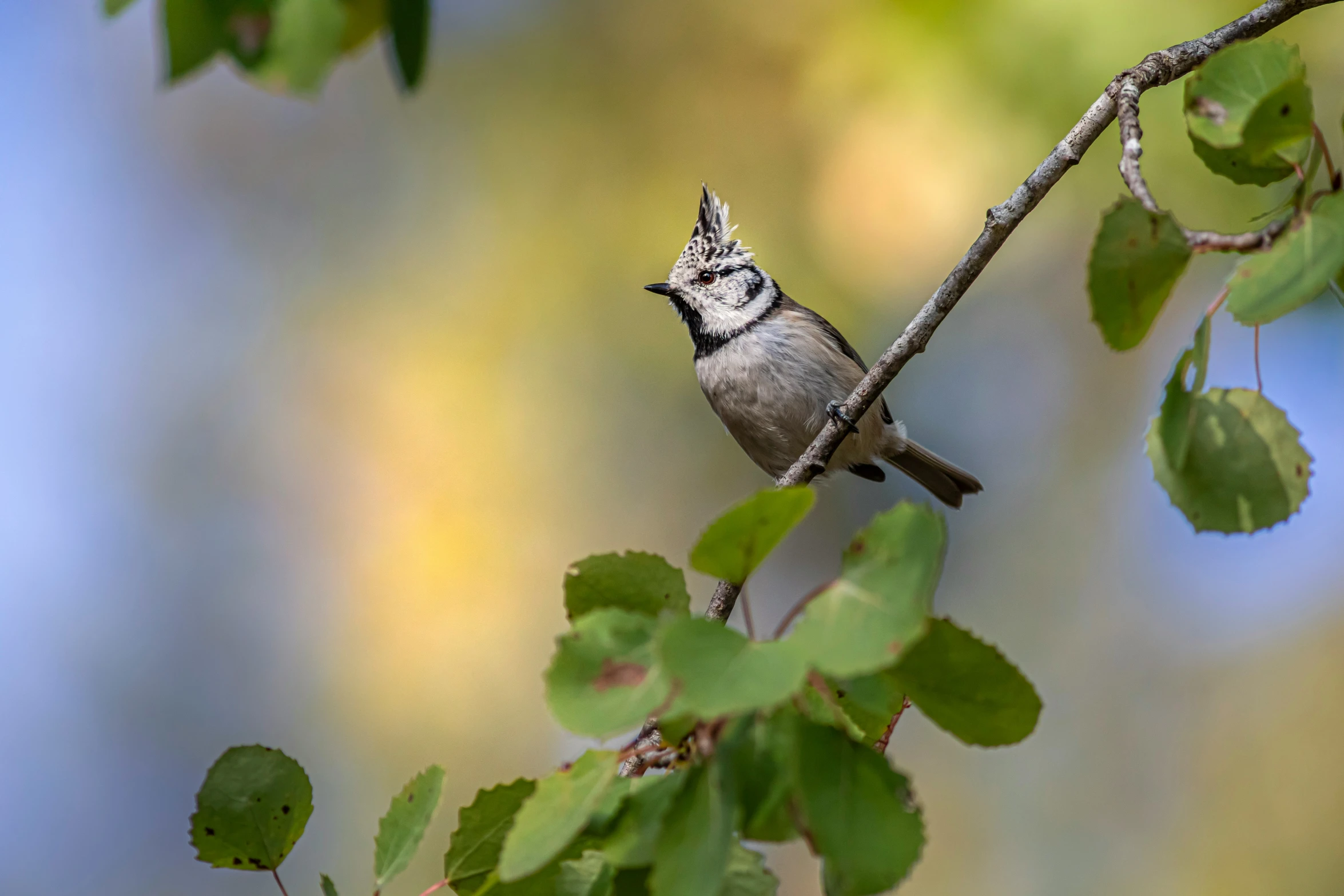 small bird perched on nch with leaves in the background