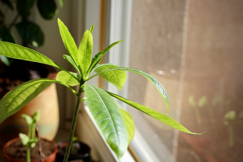 a green plant sits beside a window in front of a window