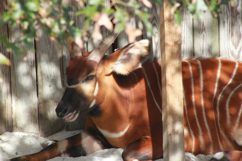 a small steer standing next to a tree