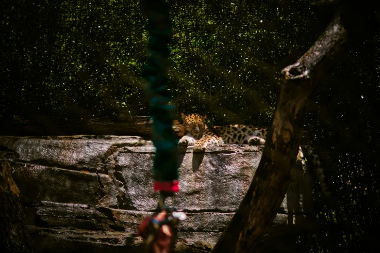 two leopards walking on some rocks and a tree