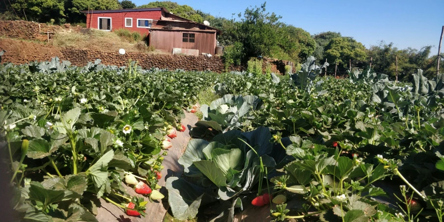 an array of vegetables with a house in the background