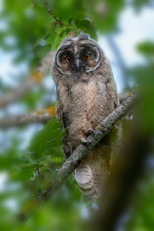 an owl is perched on the nch of a tree