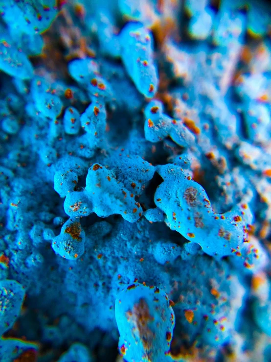 a close up of a sea coral under water