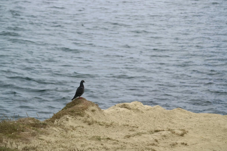 the bird is sitting on the sand near the water