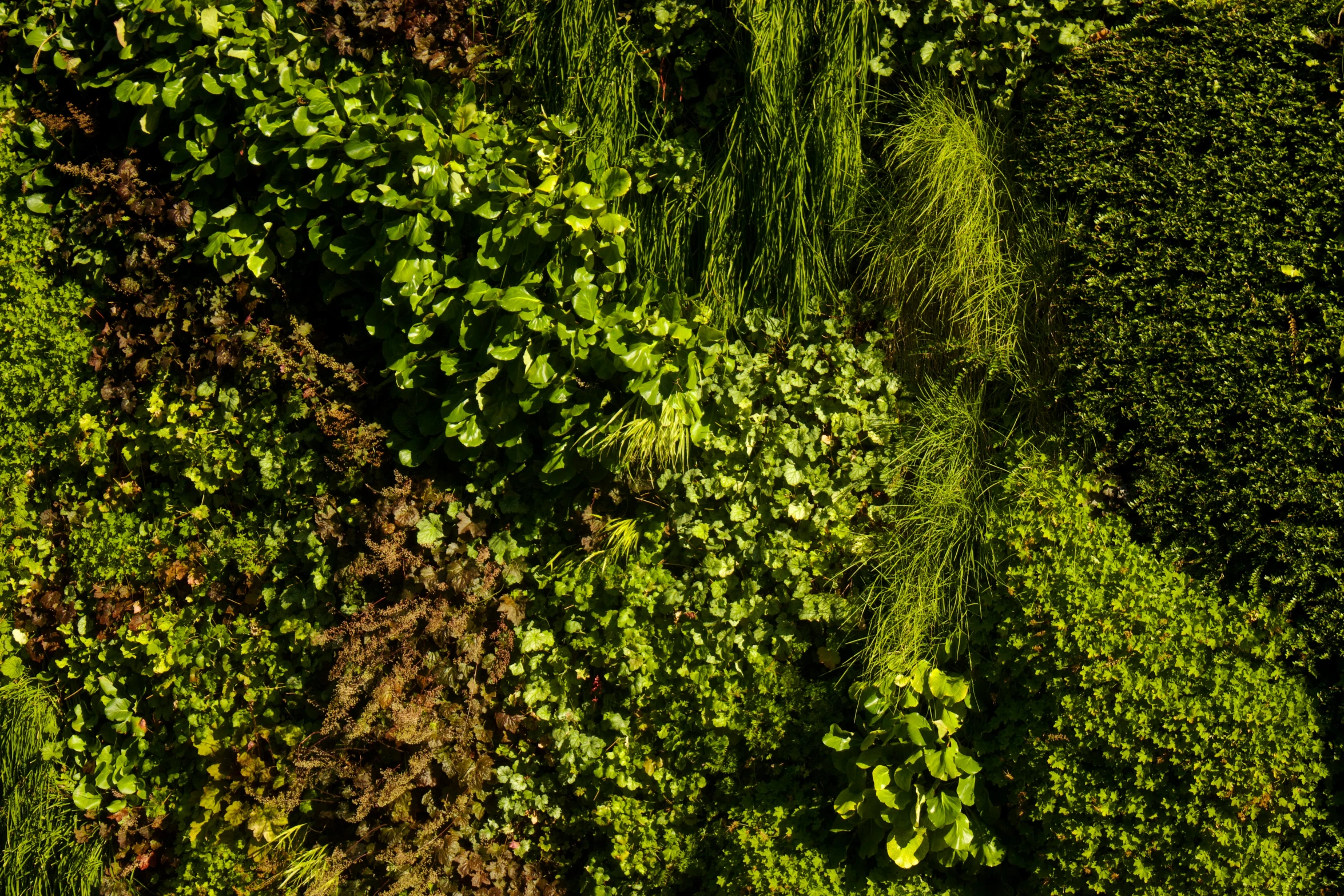 the wall is covered in plants and vines