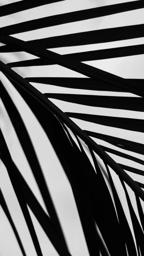 a black and white po of a shadowing palm tree leaves