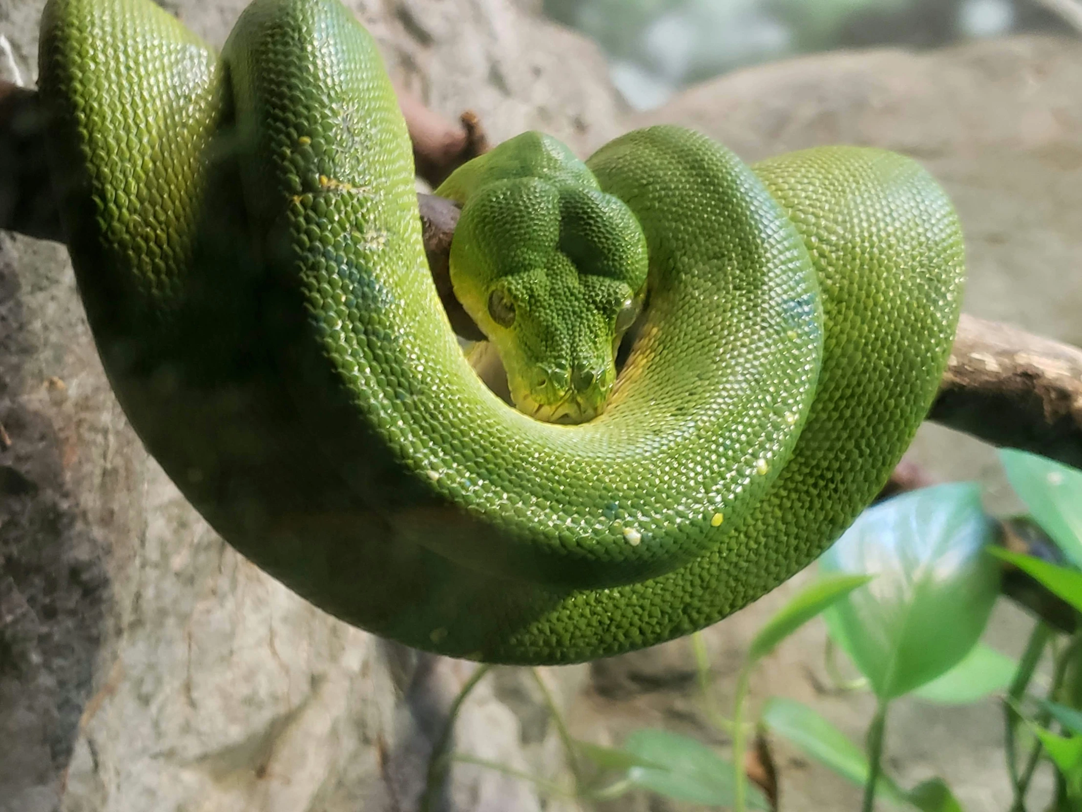 a close up of a green snake on a tree nch