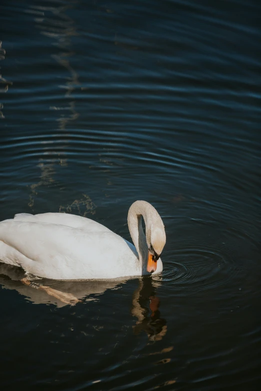 an white swan is in the water on a pond