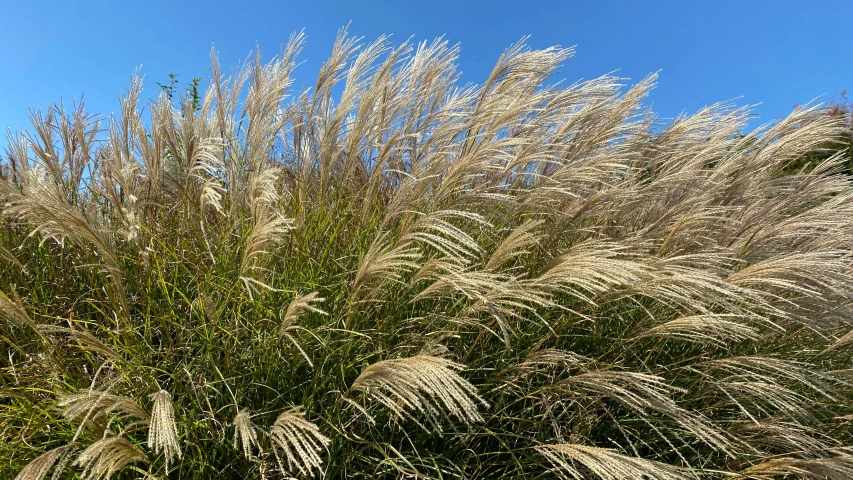 a field with tall grasses and blue sky