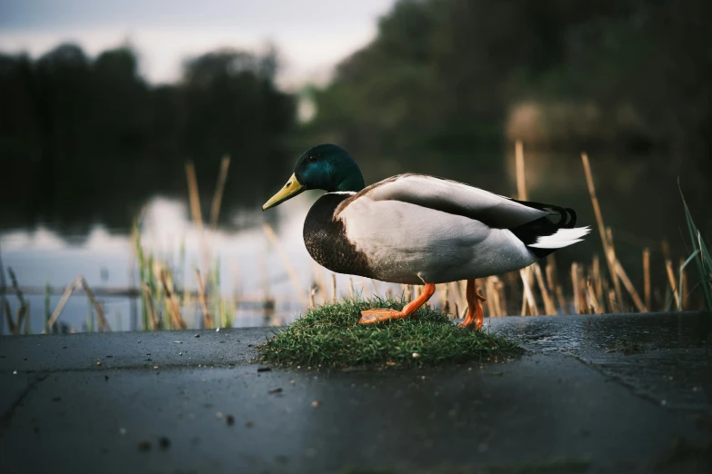 there is a duck on the grass by a pond