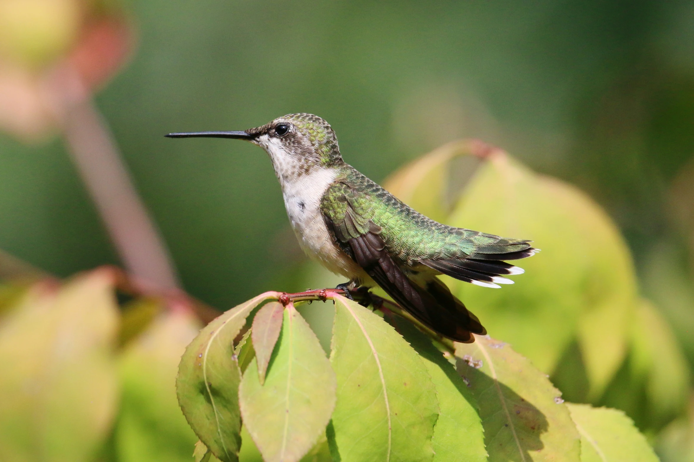 a bird sitting on a leaf in the tree