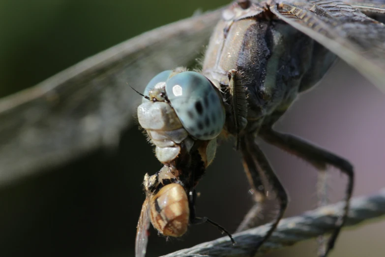 a bug with light blue wings on a stem